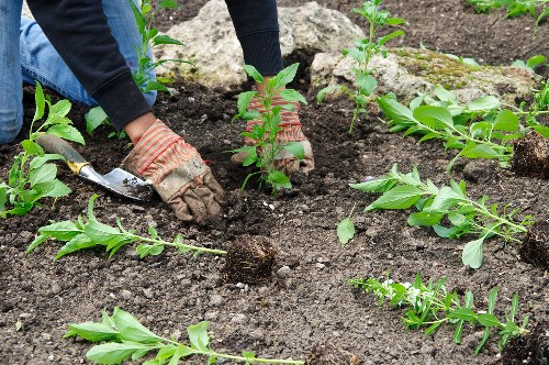 Neat lawn, shrubs, and border planting as part of Balham soft landscaping